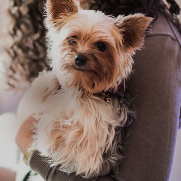 Pet Friendly Hotels in Downtown Chicago