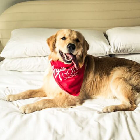Pet friendly hotels in downtown Chicago