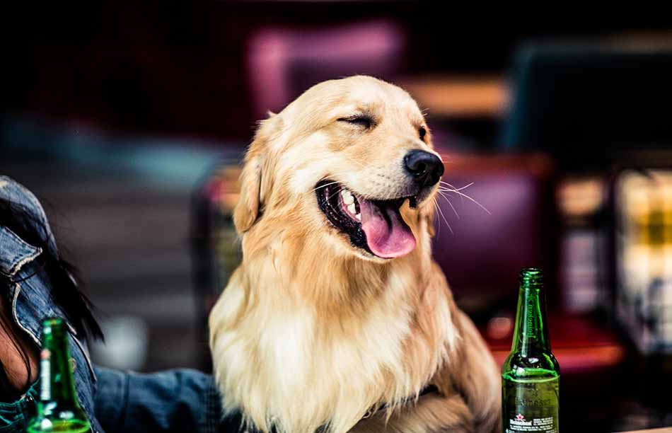 Yappy Hour at Miss Ricky’s