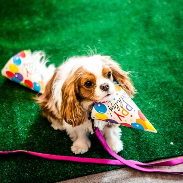 Having a dog party at Virgin Hotels Chicago