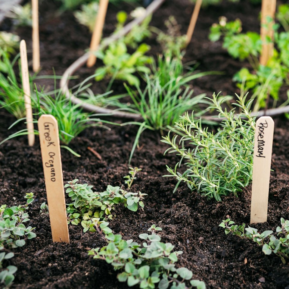 Delicious Summer Eats