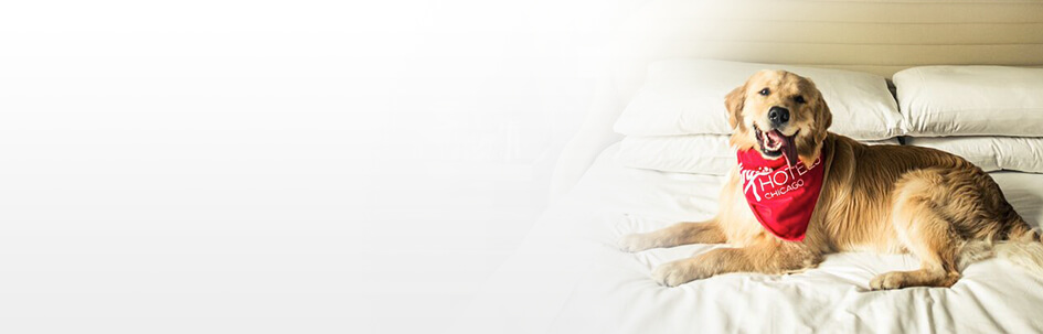 Pets are welcome at Virgin Hotels Chicago
